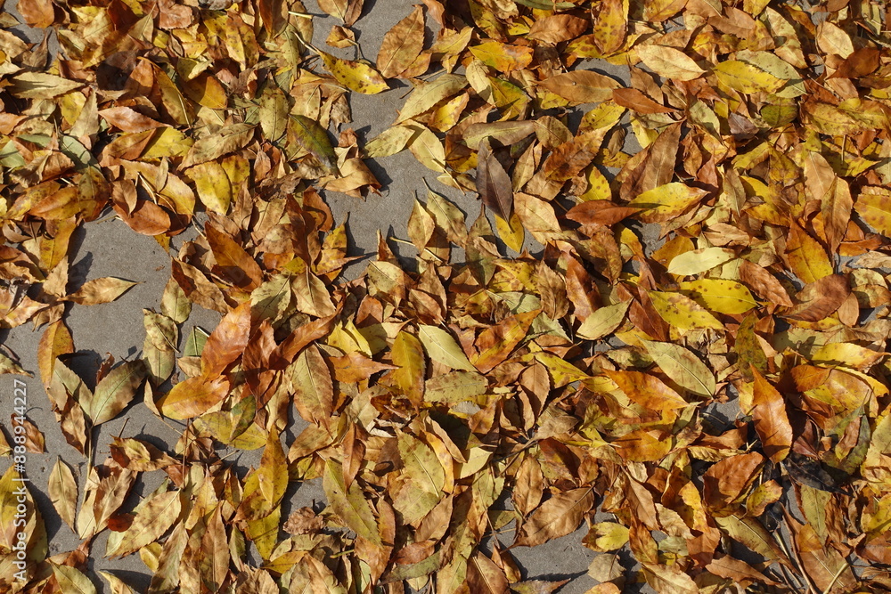 Amber yellow fallen leaves of ash tree on concrete pavement in mid October Amber yellow fallen leaves of ash tree on concrete pavement in mid October
