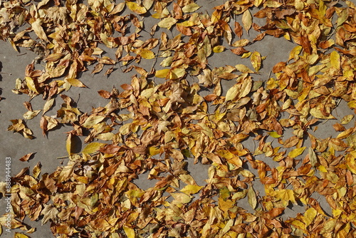 Background - fallen leaves of ash tree on concrete pavement in mid October photo