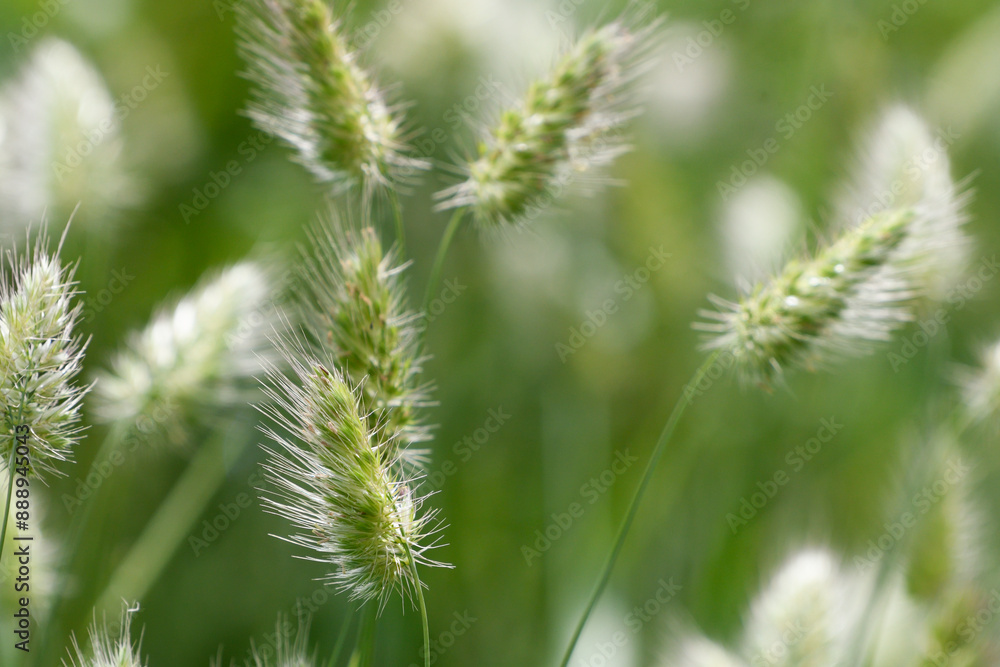 Closeup of several grasses agitated by the wind Closeup of several grasses agitated by the wind