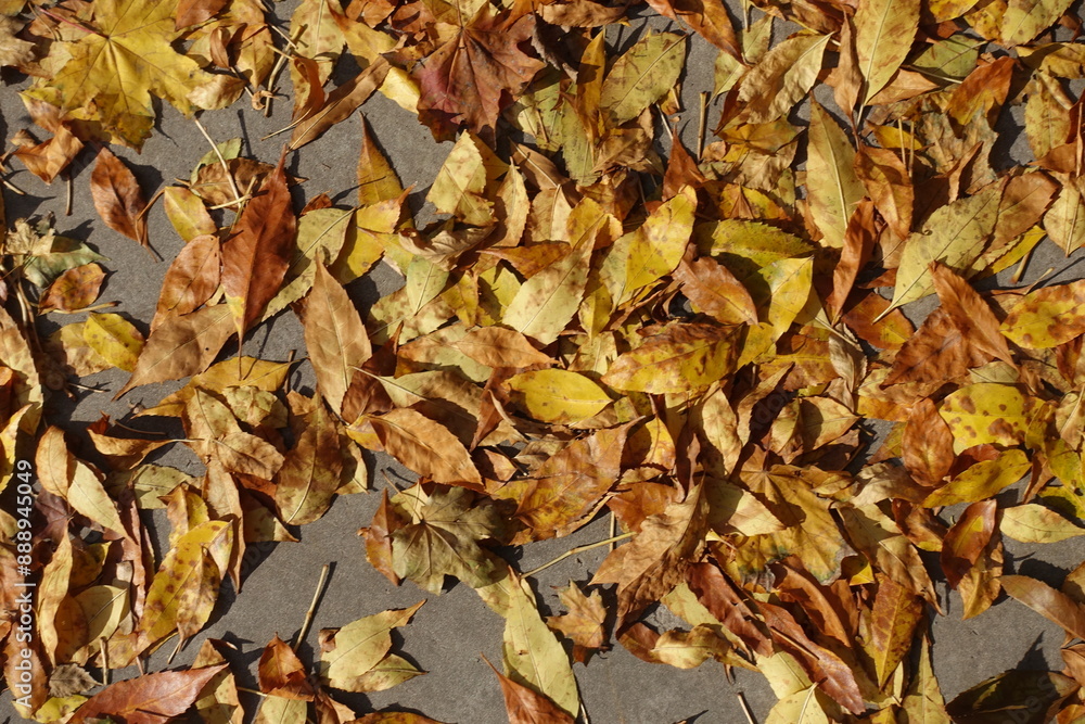 fallen leaves of ash tree on concrete pavement in mid October fallen leaves of ash tree on concrete pavement in mid October