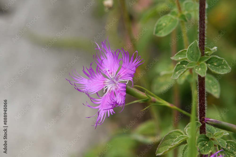 Closeup of a carnation