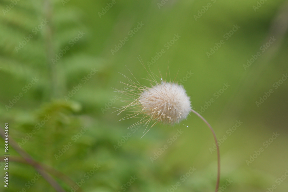 Fototapeta premium Closeup of Lagurus ovatus plant