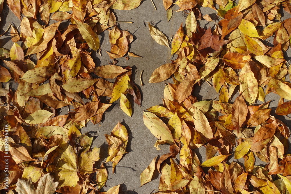 Yellow and brown fallen leaves of ash tree on concrete pavement in mid October Yellow and brown fallen leaves of ash tree on concrete pavement in mid October
