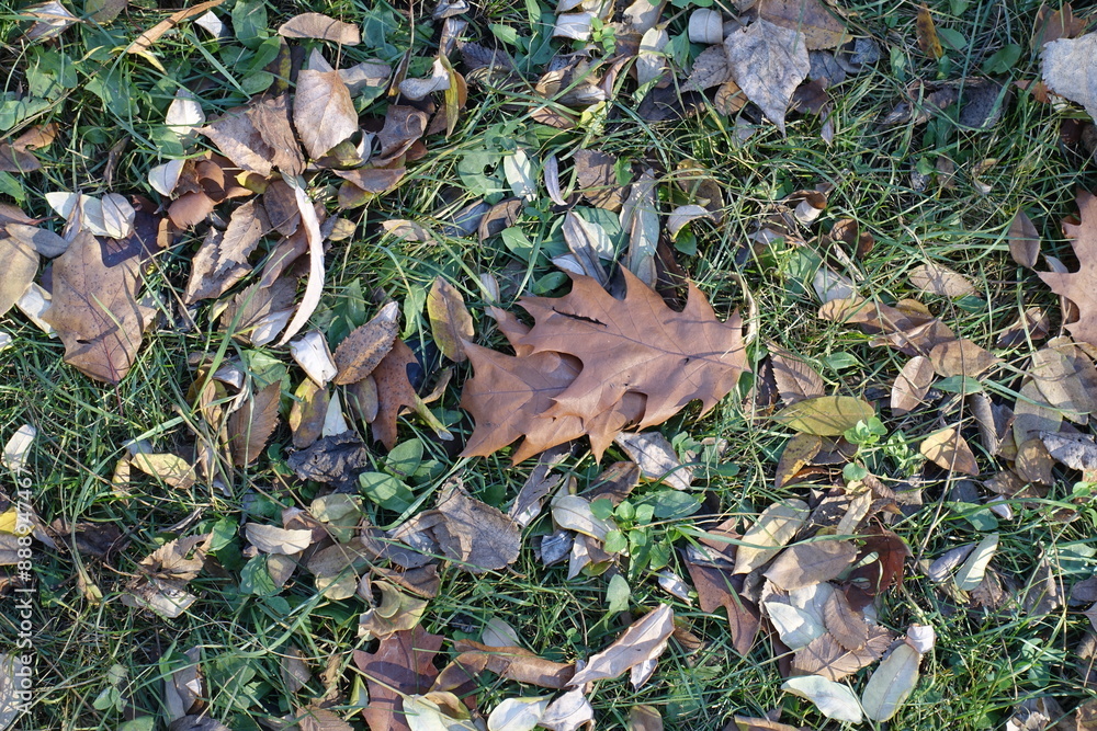 Dull grass covered with brown fallen leaves of red oak in mid November Dull grass covered with brown fallen leaves of red oak in mid November