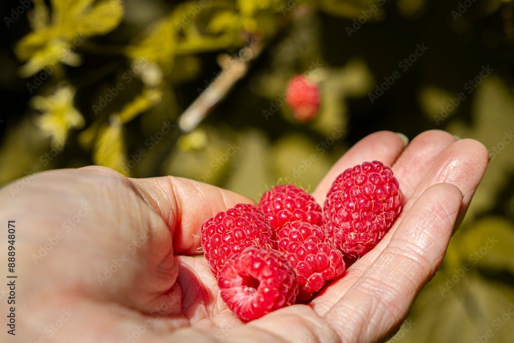 framboises dans la main framboises dans la main