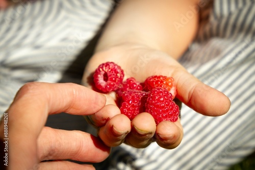 framboises dans la main de  l'enfant photo