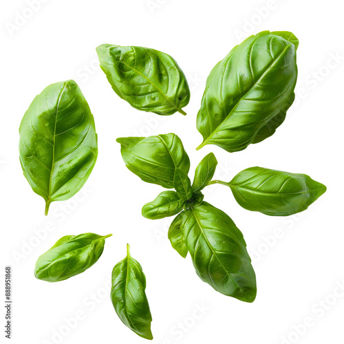 Basil leaves isolated on transparent background. Top view. Flat lay