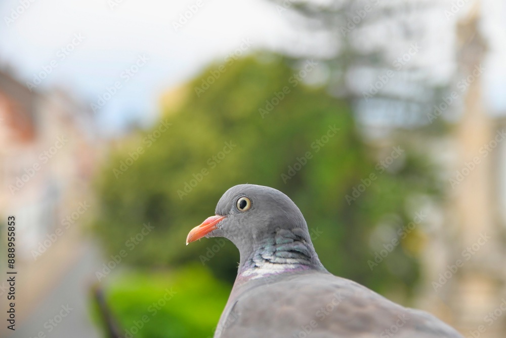 The head of a dove. View of a pigeon nesting on a window sill. Life of birds of prey in the city The head of a dove. View of a pigeon nesting on a window sill. Life of birds of prey in the city