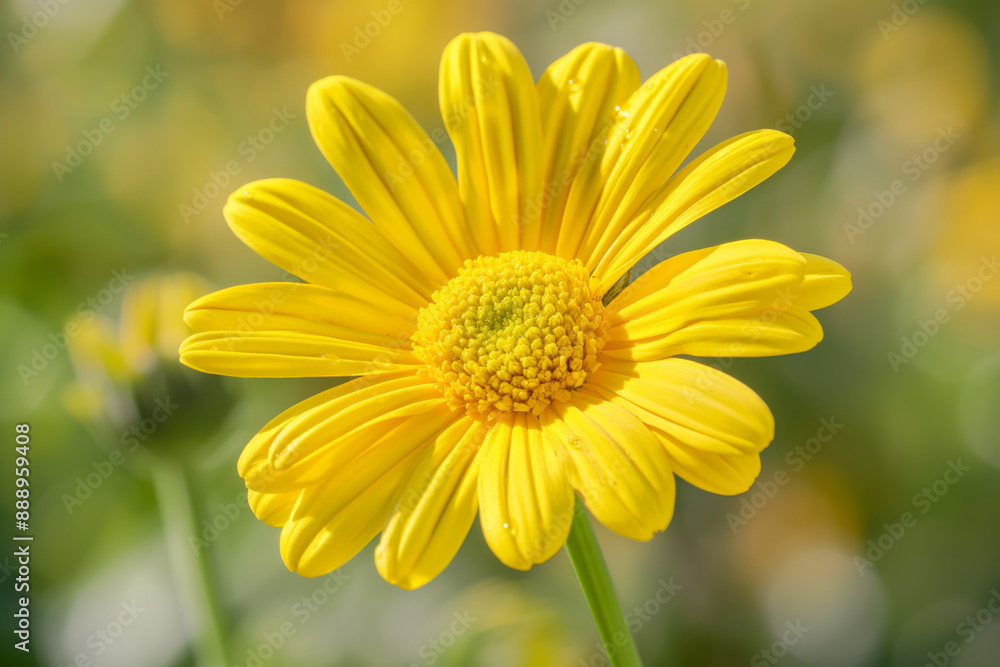 Close-up of a vibrant yellow daisy in full bloom, with a soft green background, capturing the essence of spring Close-up of a vibrant yellow daisy in full bloom, with a soft green background, capturing the essence of spring