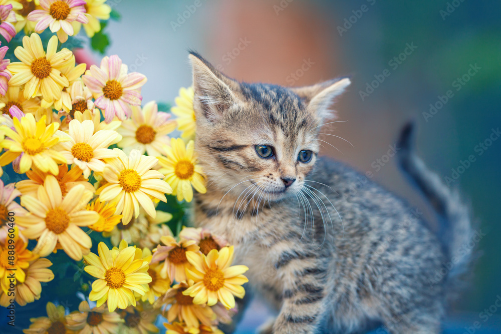 Cute little kitten sitting near a bouquet of yellow daisy flowers Cute little kitten sitting near a bouquet of yellow daisy flowers