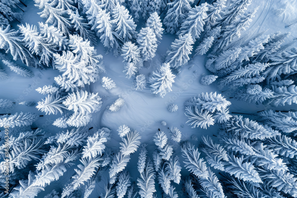 eye_view_of_a_winter_forest eye_view_of_a_winter_forest