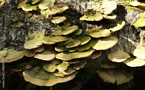 variegated wavy mushrooms, grebes, growths on the trunk of a birch tree