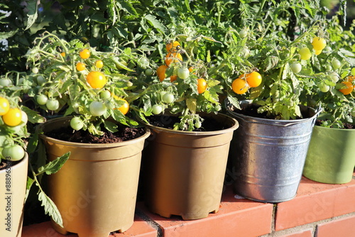 Potted yellow cherry tomato plants grown on terrace
