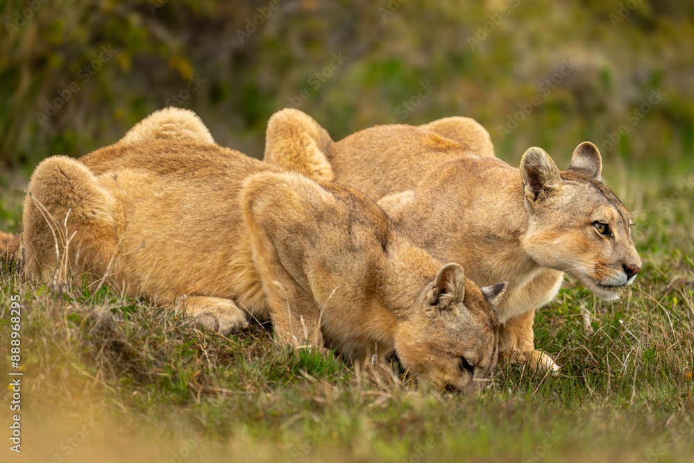 Two pumas lie drinking side-by-side from pond Two pumas lie drinking side-by-side from pond