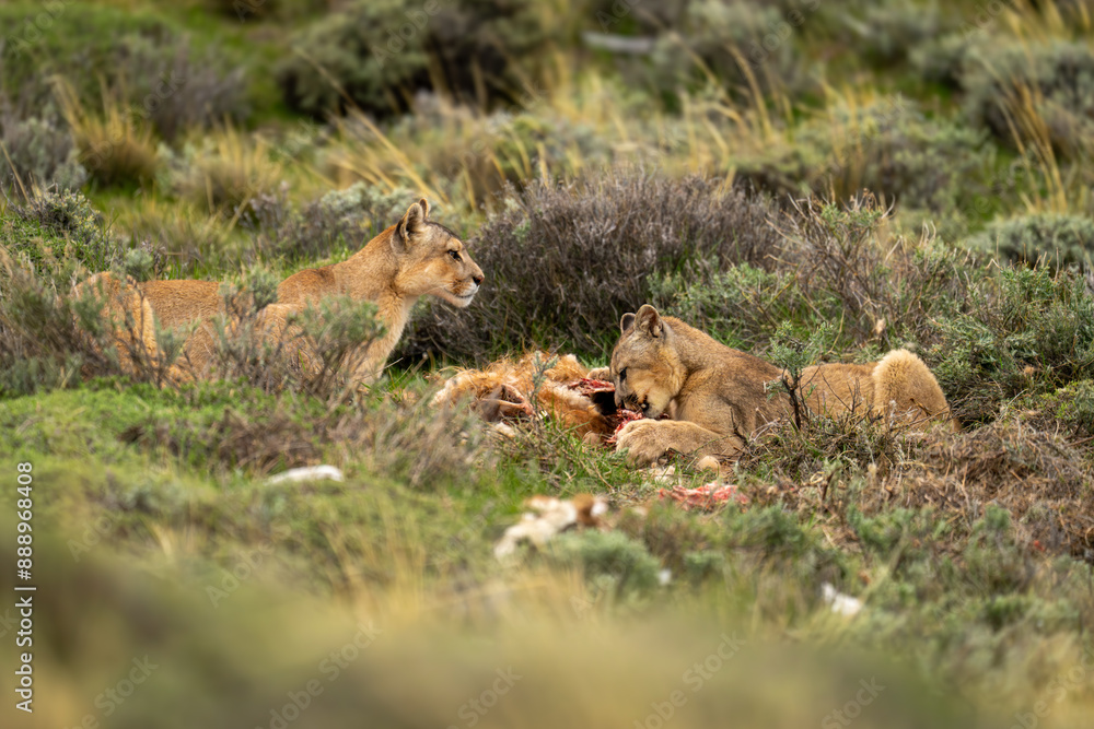 Two pumas lie with kill in bushes Two pumas lie with kill in bushes