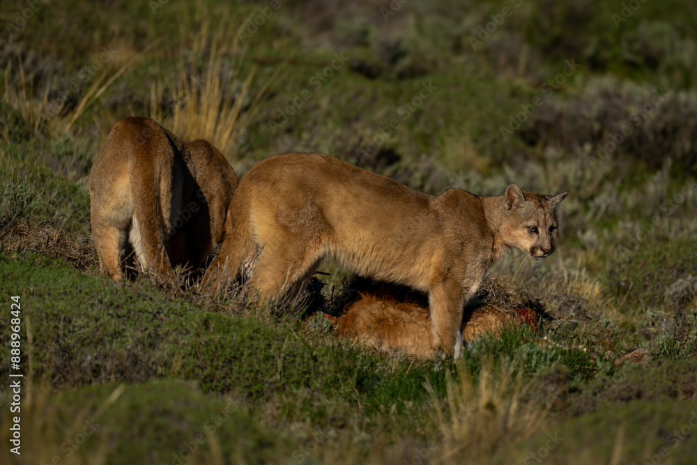 Naklejka premium Two pumas stand by kill in sunshine