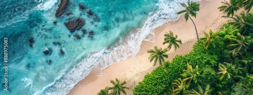 Tropical beach with palm trees. Aerial drone view, view from above