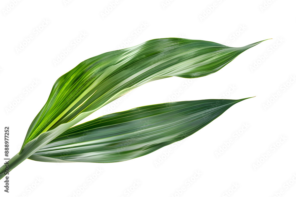 Dracaena Leaf, isolated on white background Dracaena Leaf, isolated on white background