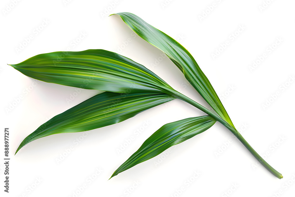 Dracaena Leaf, isolated on white background Dracaena Leaf, isolated on white background