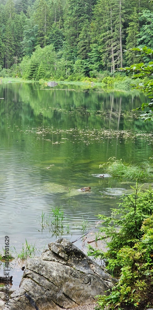 Forest, Summer, Reflection. Forest, Summer, Reflection.