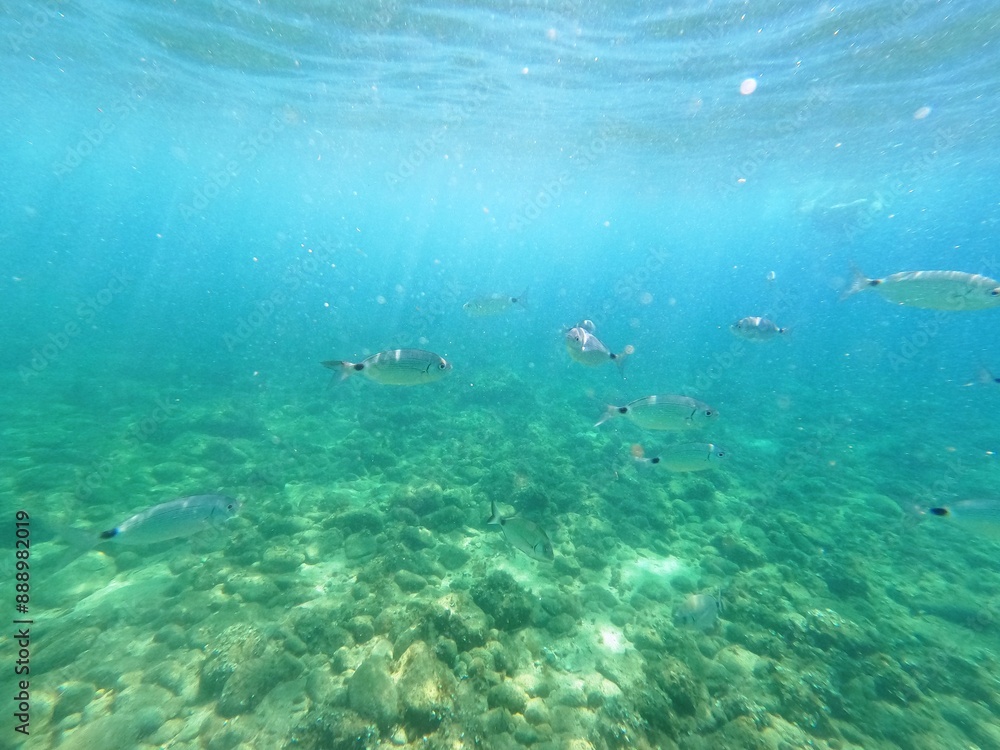 Fototapeta premium Calella de Palafrugell, Gerona, Cataluña, España