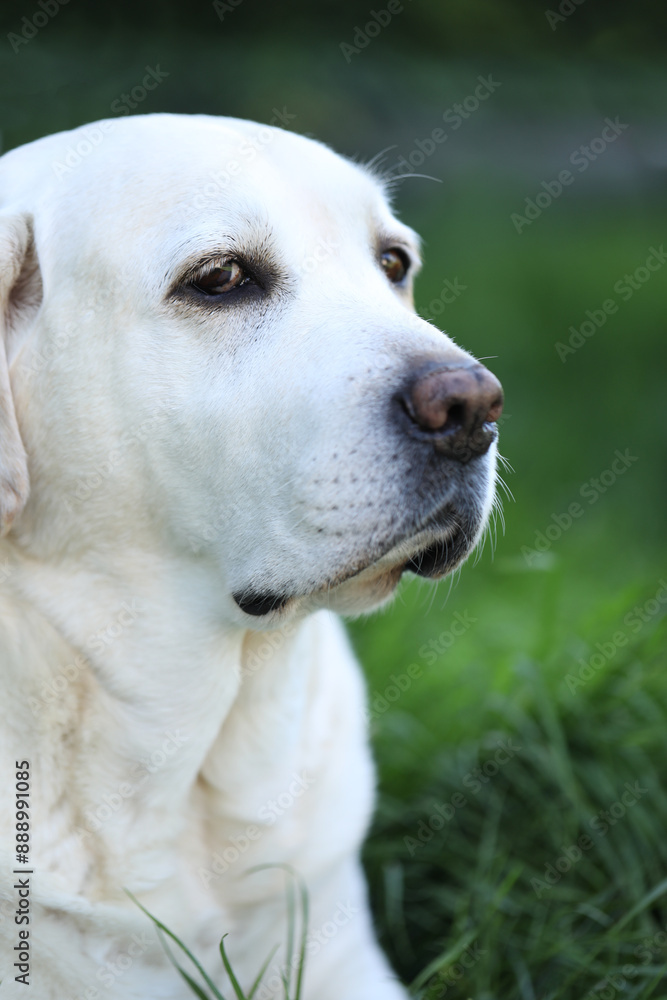 Cute white labrador on grass in summer garden Cute white labrador on grass in summer garden