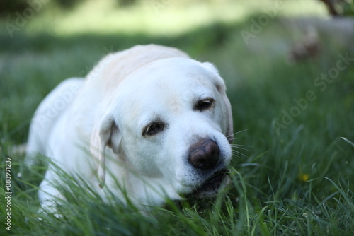 Cute white labrador eating grass in summer garden