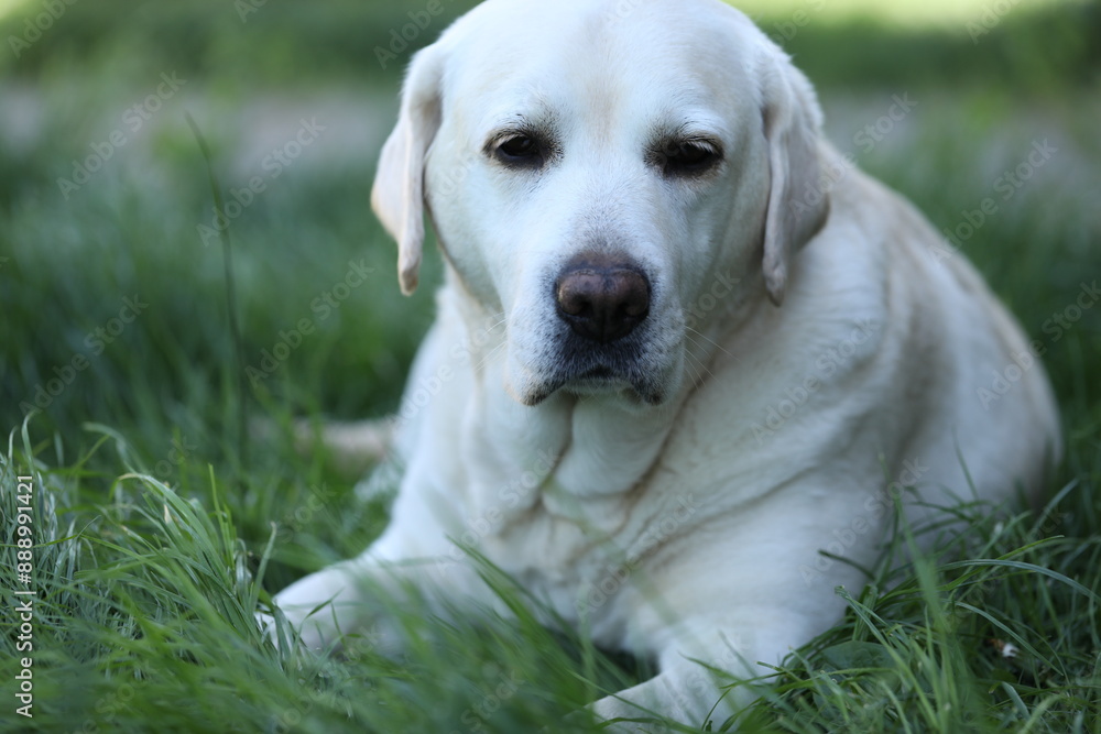 Cute white labrador on grass in summer garden Cute white labrador on grass in summer garden