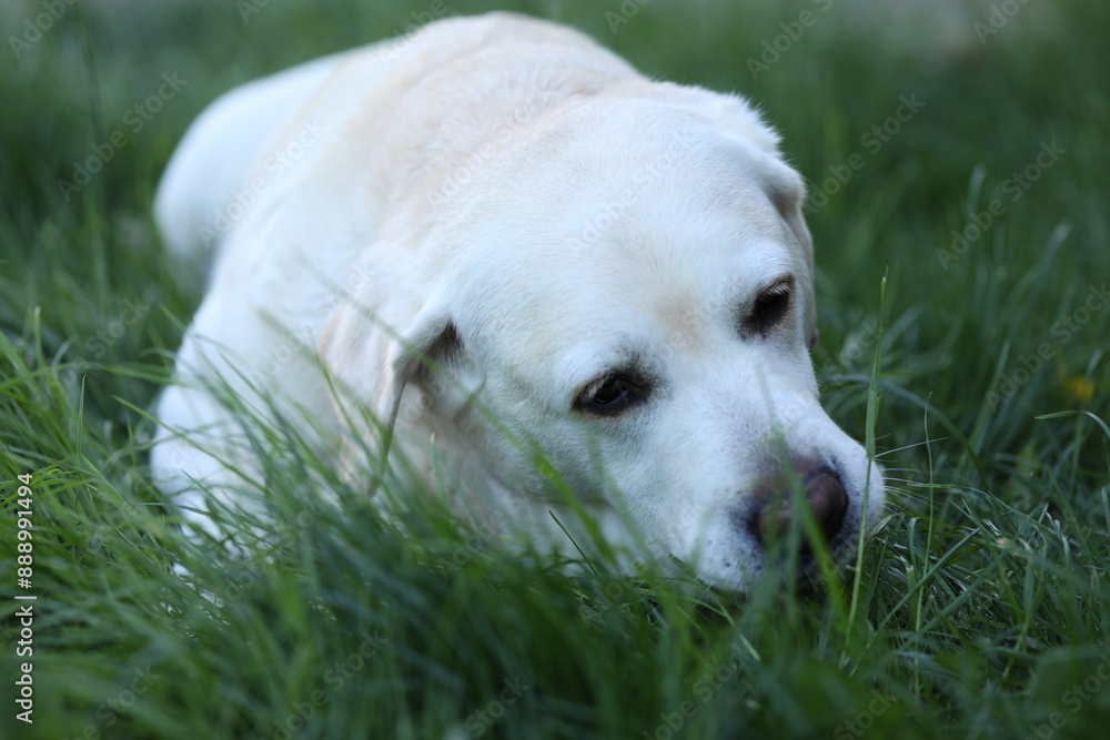 Cute white labrador on grass in summer garden Cute white labrador on grass in summer garden