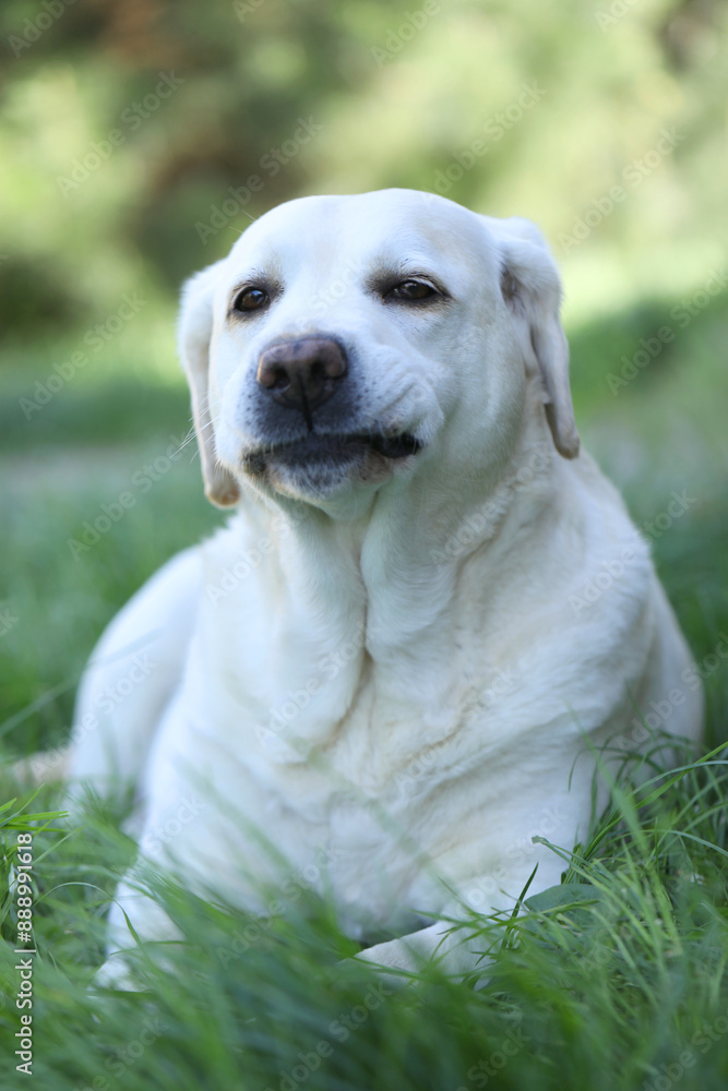 Cute white labrador on grass in summer garden Cute white labrador on grass in summer garden