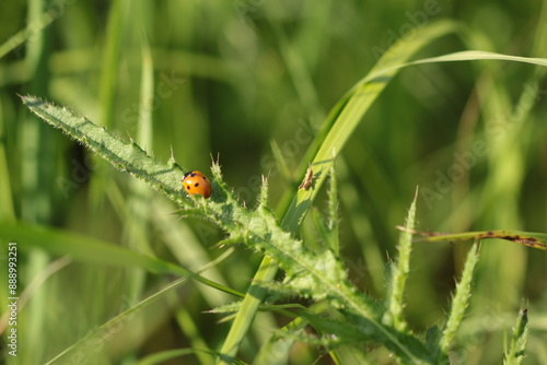 ladybug and grasshopper