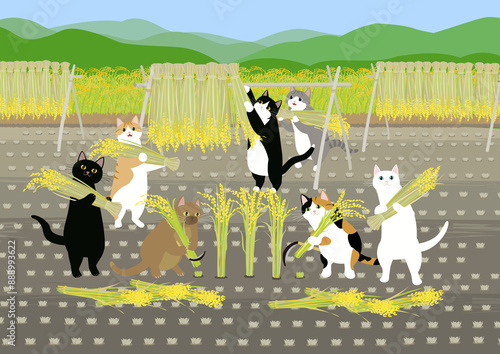 稲刈り　田んぼで稲刈りをする7匹の猫