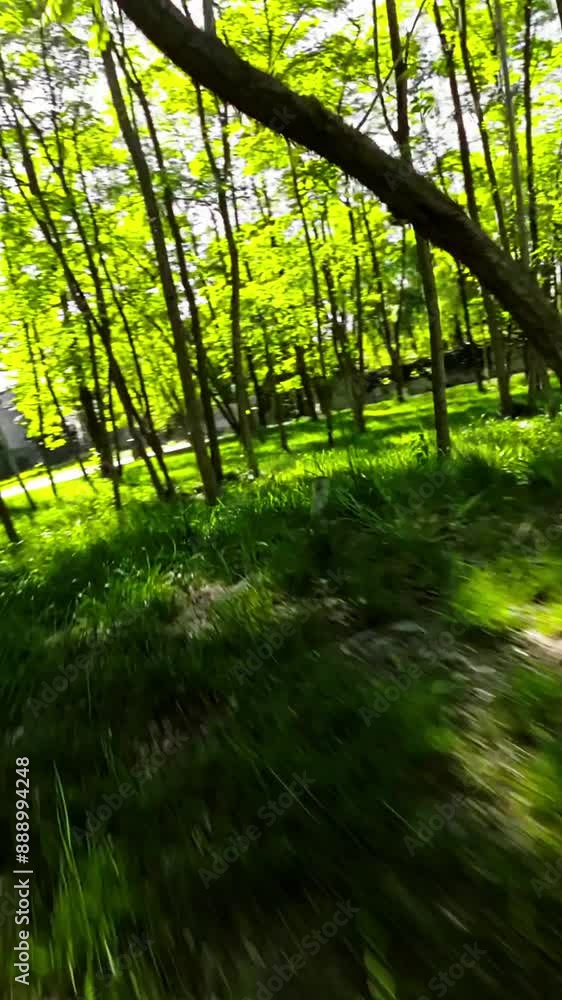 Immerse yourself in the beauty of nature with this captivating video of a walk through a lush green forest. The sun shines brightly, filtering through the dense foliage and creating a magical Immerse yourself in the beauty of nature with this captivating video of a walk through a lush green forest. The sun shines brightly, filtering through the dense foliage and creating a magical