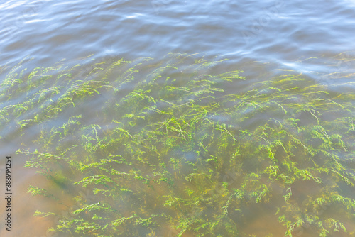 A body of water with a lot of green plants floating on top