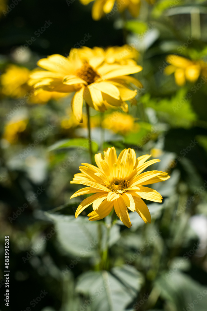 Yellow flowers in summer sun, gardening.
Yellow flowers in summer sun, gardening.
