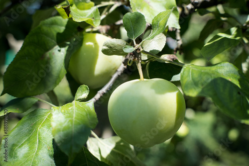 The first seasonal pulpwood apples.
 photo