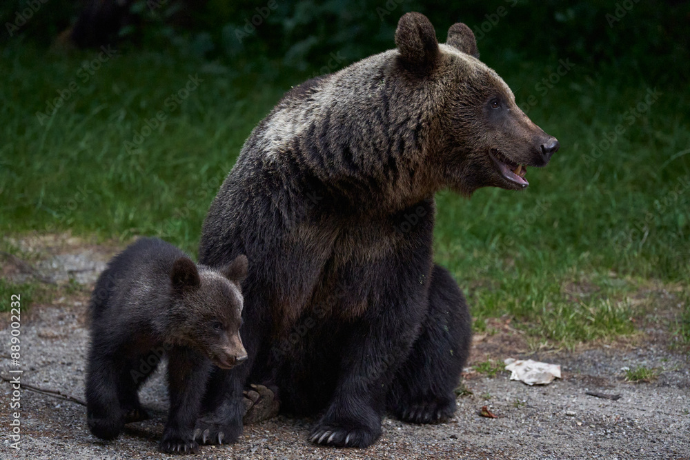 Female bear with cubs