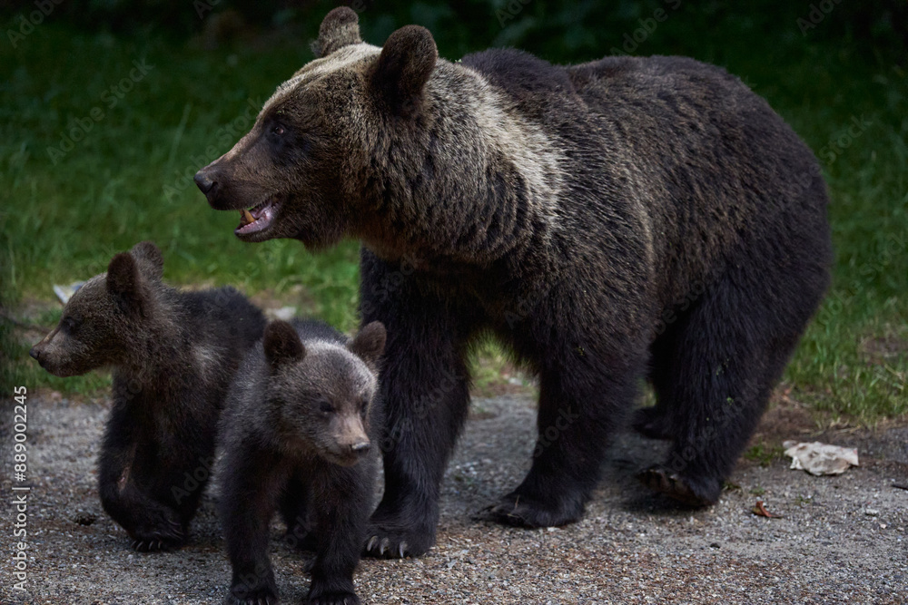Female bear with cubs
