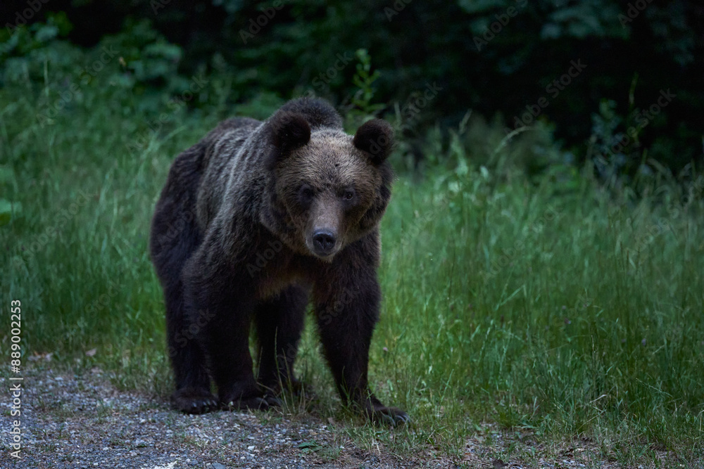 Large brown bear at roadside Large brown bear at roadside