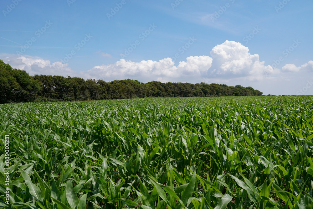Lush green cornfield in the countryside. Agricultural landscape overlooking farmland growing maize crop in summer Lush green cornfield in the countryside. Agricultural landscape overlooking farmland growing maize crop in summer