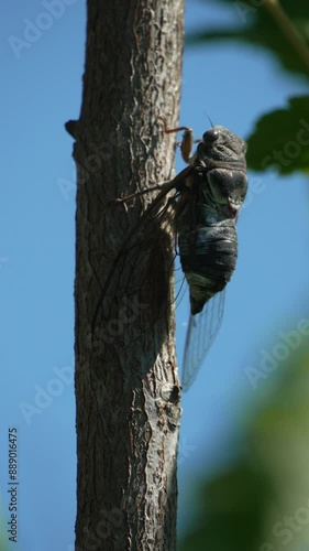 A cicada sits on a tree at summer, closeup shot. Singing loudly to call the female. Intense buzzing of cicadas. Cicada Lyristes plebejus. Vertical video