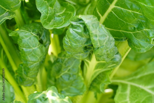 Close up of big green leaves details on a sunny day. Summer 2024. Tallinn, Estonia