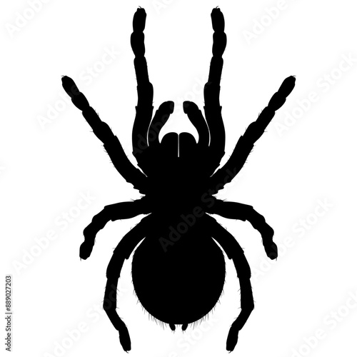 Lasiodora parahybana, Brazilian giant tarantula spider invertebrate animal, wild terrarium animal realistic silhouette