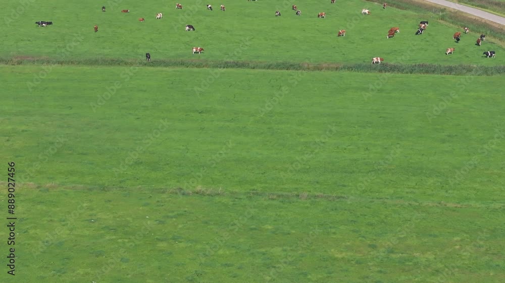Aerial view of peaceful countryside with grazing cows, farmhouses, and winding river, Allingawier, Friesland, Netherlands. Aerial view of peaceful countryside with grazing cows, farmhouses, and winding river, Allingawier, Friesland, Netherlands.