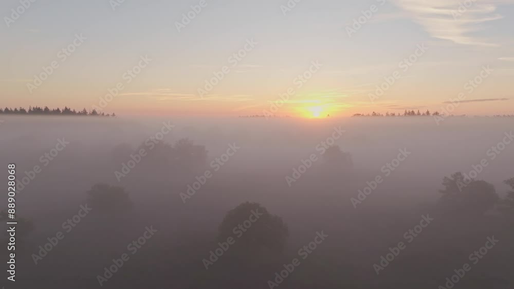 Aerial view of foggy sunrise over heather-covered landscape, Bakkeveen, Friesland, Netherlands. Aerial view of foggy sunrise over heather-covered landscape, Bakkeveen, Friesland, Netherlands.