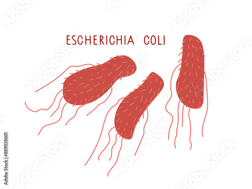Escherichia coli bacteria scientific vector illustration isolated on white background. E. Coli Bacteria Infection sign for medical and educational Infographics. Microbiota of the digestive tract.