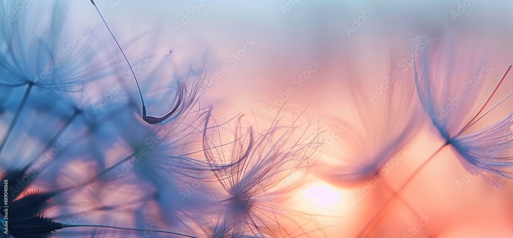 Dandelion Seeds in Soft Focus Dandelion Seeds in Soft Focus