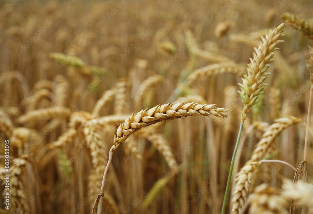 Wheat stalk against the background of a field Wheat stalk against the background of a field