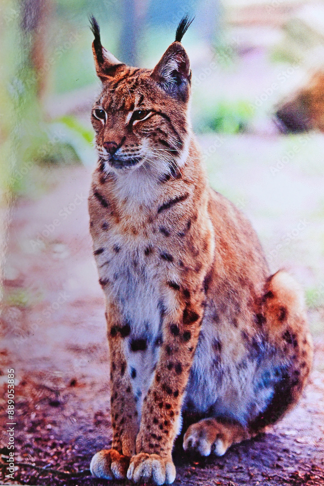 Obraz premium Luchs