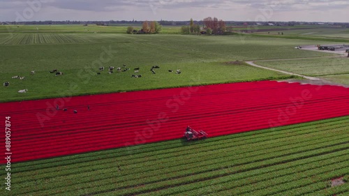 Aerial view of vibrant tulip fields with grazing cows and farm equipment, Obdam, North Holland, Netherlands. photo